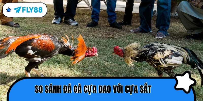 đá gà cựa dao so sánh