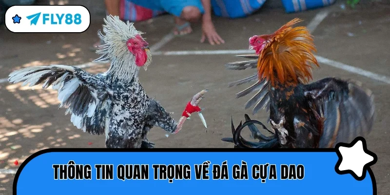 đá gà cựa dao thông tin