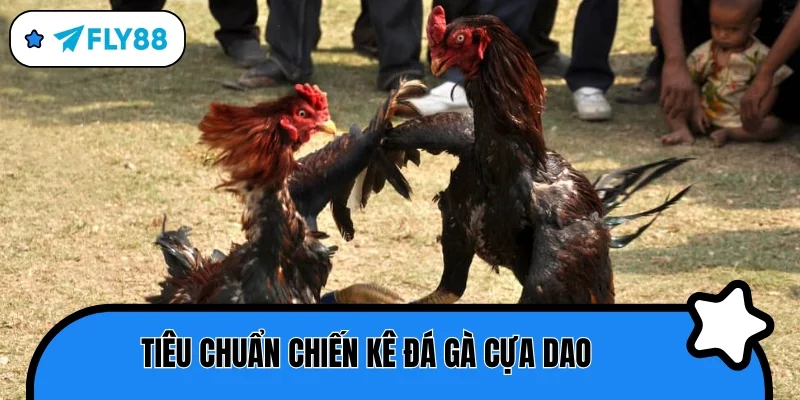 đá gà cựa dao tiêu chuẩn chiến kê