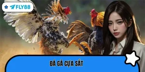 đá gà cựa sắt