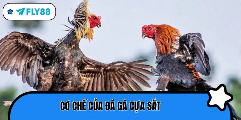 đá gà cựa sắt cơ chế