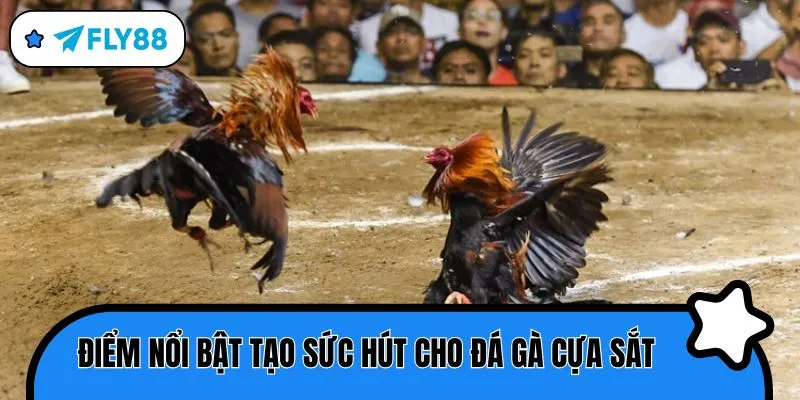 đá gà cựa sắt điểm nổi bật