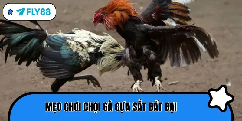 đá gà cựa sắt mẹo chơi