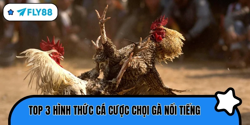 đá gà fly88 2026 khám phá