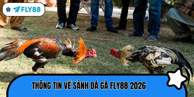 đá gà fly88 2026 tổng quan